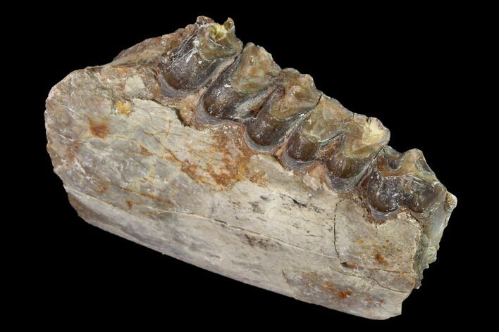 Oreodont (Merycoidodon) Jaw Section - South Dakota #157420